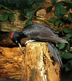 Martius: Black Woodpecker