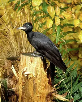 Martius: Black Woodpecker