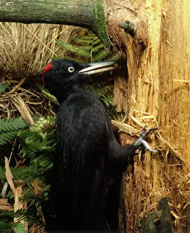 Martius: Black Woodpecker