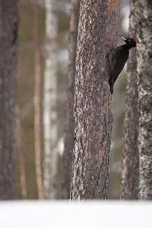 Martius: Black Woodpecker