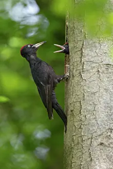 Witte: Black Woodpecker