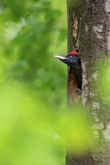 Witte: Black Woodpecker