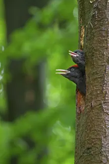 Witte: Black Woodpecker