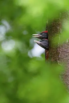 Witte: Black Woodpecker