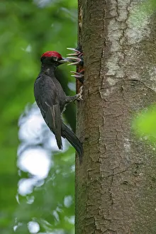 Witte: Black Woodpecker