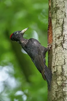Witte: Black Woodpecker