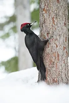 Martius: Black Woodpecker
