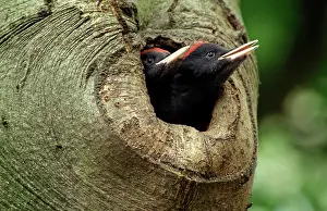 Martius: Black Woodpecker