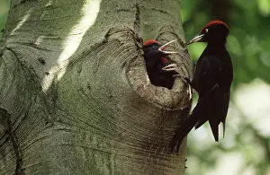 Martius: Black Woodpecker