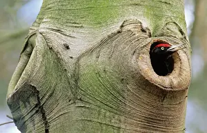 Martius: Black Woodpecker