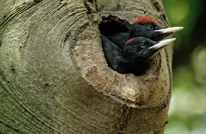 Martius: Black Woodpecker
