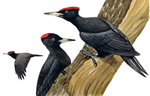 Martius: Black Woodpecker
