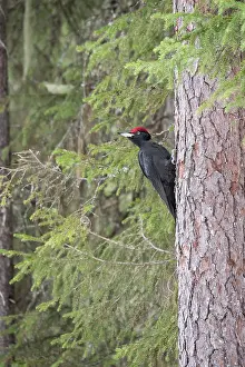 Martius: Black Woodpecker