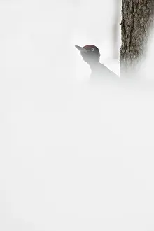 Martius: Black Woodpecker