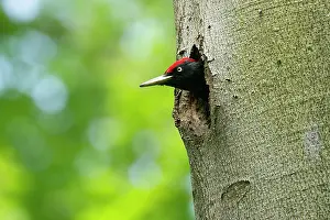 Martius: Black Woodpecker - adult appearing from its breeding
