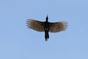 Martius: Black Woodpecker - adult bird in flight - Germany