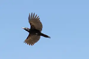 Martius: Black Woodpecker - adult bird in flight - Germany