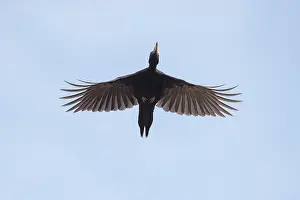 Martius: Black Woodpecker - adult bird in flight - Germany
