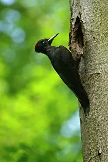 Martius: Black Woodpecker - adult in front of its breeding