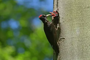 Martius: Black Woodpecker - adult feeding chicks at breeding