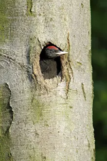 Martius: Black Woodpecker - chick at nest entrance
