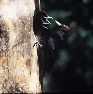Zdenek Tunka: BLACK WOODPECKER - & chicks at nest hole