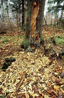 Firs: Black WOODPECKER - Damage to fir tree