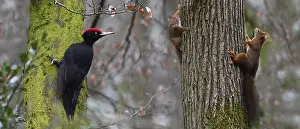 Martius: Black woodpecker (Dryocopus martius) and Red squirrels