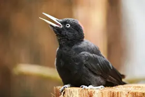 Martius: Black woodpecker (Dryocopus martius) sitting on