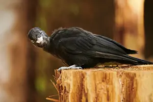 Martius: Black woodpecker (Dryocopus martius) sitting on
