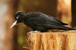 Martius: Black woodpecker (Dryocopus martius) sitting on