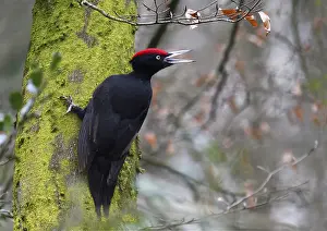 Martius: Black woodpecker (Dryocopus martius) vocalizing