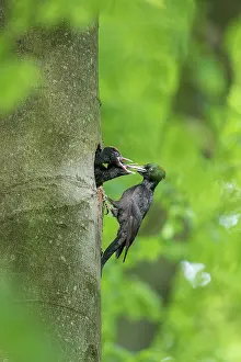 Martius: Black Woodpecker - female feeding chicks at nest