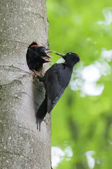 Woodpeckers: Black Woodpecker - female feeding chicks at nest