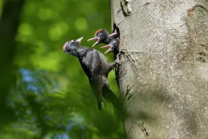 Woodpeckers: Black Woodpecker - female feeding chicks at nest