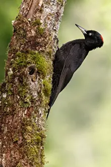 050618: Black woodpecker - female on forest - Castilla Leon, Spain