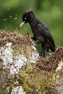 050618: Black woodpecker - female on forest - Castilla Leon, Spain