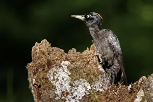 050618: Black woodpecker - female on forest - Castilla Leon, Spain
