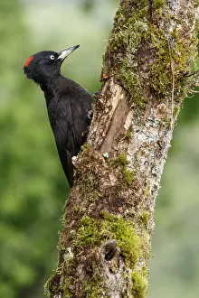 050618: Black woodpecker - female on forest - Castilla Leon, Spain