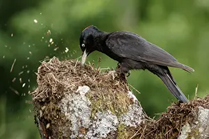 050618: Black woodpecker - female on forest - Castilla Leon, Spain