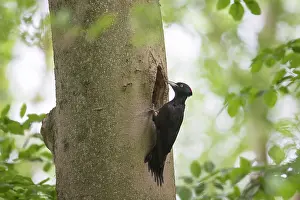 Martius: Black Woodpecker female nest