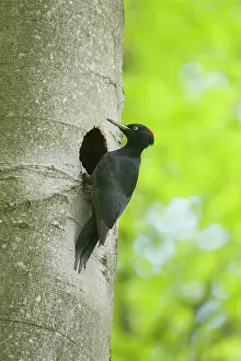 Martius: Black Woodpecker - female at nest entrance - Germany