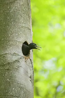 Woodpeckers: Black Woodpecker - female at nest entrance - Germany