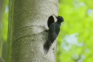 Woodpeckers: Black Woodpecker - female at nest entrance - Germany