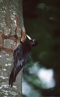 Eric Dragesco: BLACK WOODPECKER - female, on tree