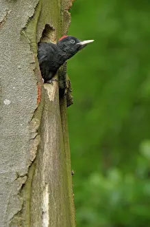 Martius: Black Woodpecker - juvenile at nest hole in Beech