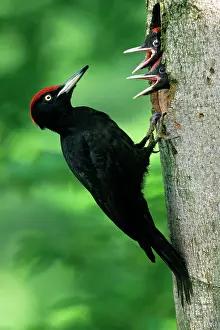 Martius: Black Woodpecker - male bird at nest entrance with offspring