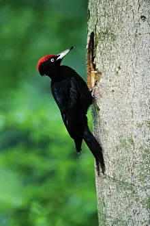 Martius: Black Woodpecker - male bird at nest entrance in tree trunk