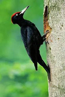 Martius: Black Woodpecker - male bird at nest entrance in tree trunk
