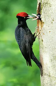 Martius: Black WOODPECKER - Male feeding offspring at nest entrance
